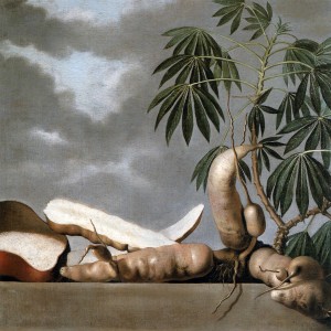 Mandioca painting by Albert Eckhout (1610-1665)