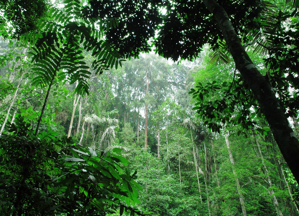 tropical green forest_22412377(2) (1)