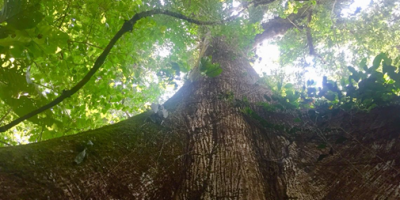 Emprendimientos Indígenas Pueden Contribuir con la Protección de Millones de Hectáreas de Bosque Tropical