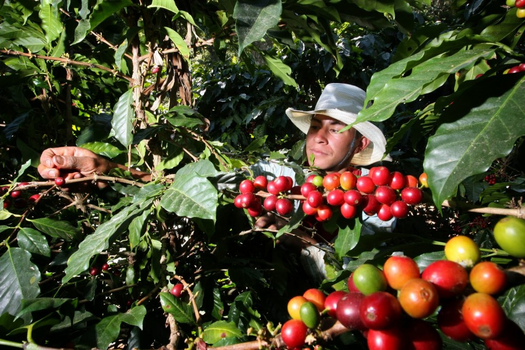 This article was originally published on the CRS Coffeelands blog on October 23, 2015. In this piece, Jefferson Shriver describes how climate change is affecting coffee production, forcing many farmers to use other (often lower quality) coffee varieties, switch to non-coffee crops, or abandon agriculture altogether.
