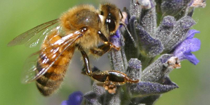 Finally, a hopeful look at bees and conservation