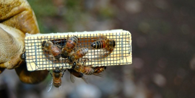 Bees–uniting economic development and conservation
