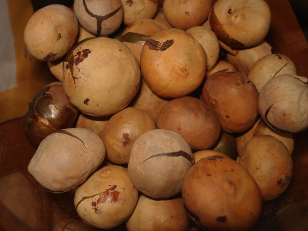 Sustainable Livelihoods Are A Tough  Nut To Crack In Guatemala’s Forests.  Can The Maya Nut Help?