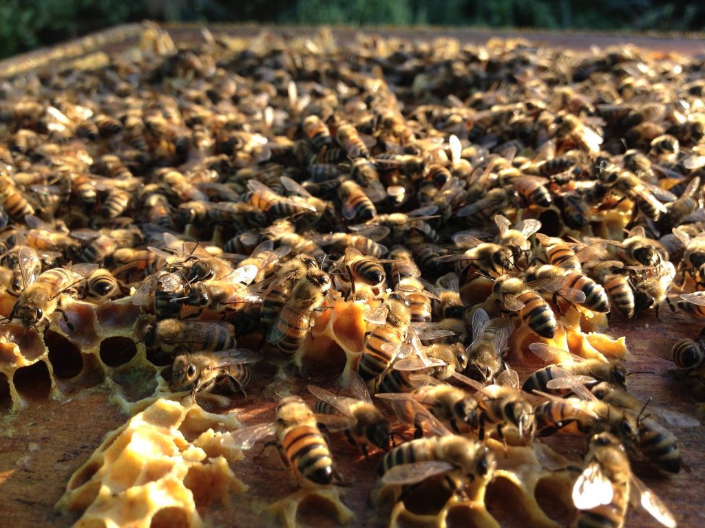 Getting Fair Trade right; honey and poverty in rural Argentina