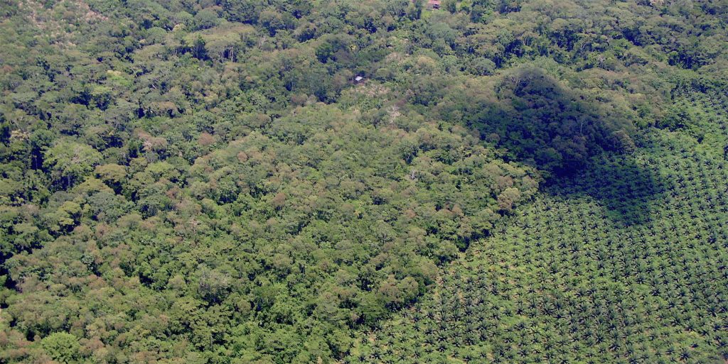 Consuming deforestation: Where are your standards?