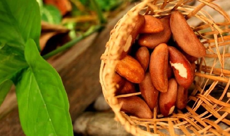 Unleashing the potential of Brazil nut oil cosmetics: Insights from Peru