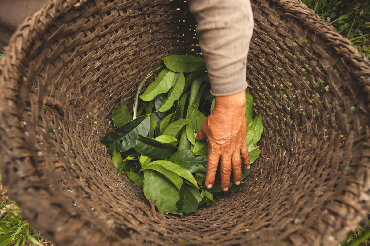 Hand harvesting guayusa leaves in Amazon rainforest basket