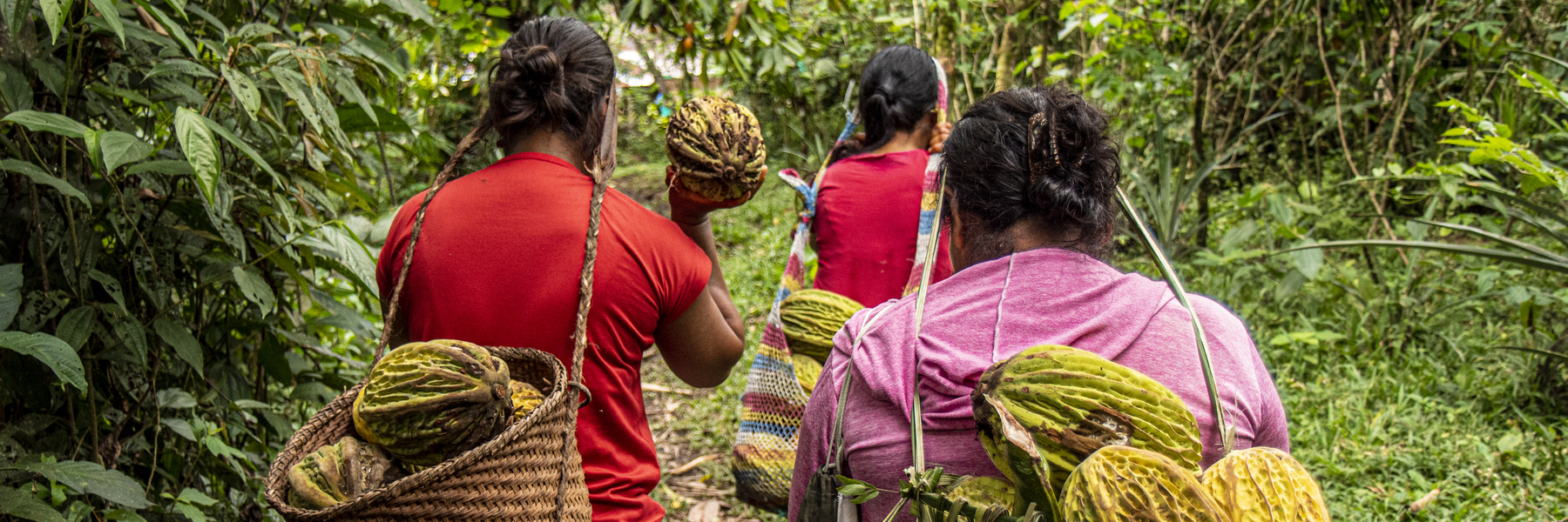 Kichwa women with macambo walking in Amazon rainforest