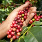 Profile picture of Dakman Coffee
