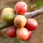 Profile picture of Machare Kilimanjaro Ethical Coffee