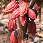 Profile picture of Cocoa Abrabopa Association