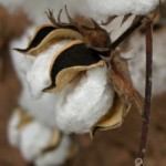 Profile picture of National Union of Cotton Producers of Burkina UNPCB